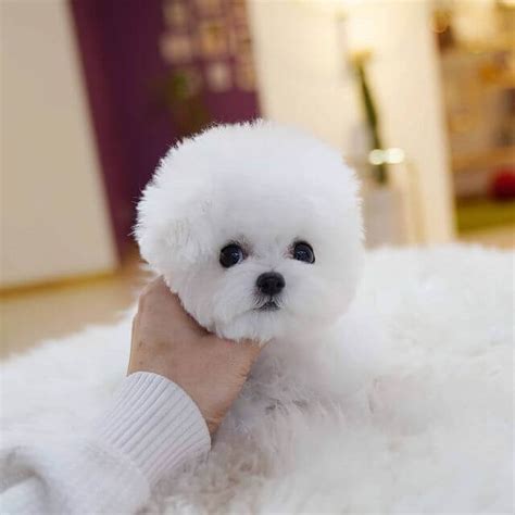 bichon frise mini toy